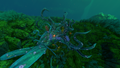 Thumbnail for version as of 23:22, 6 August 2021