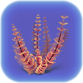 Thumbnail for version as of 00:06, 2 October 2017