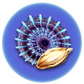 Thumbnail for version as of 14:01, 2 May 2017