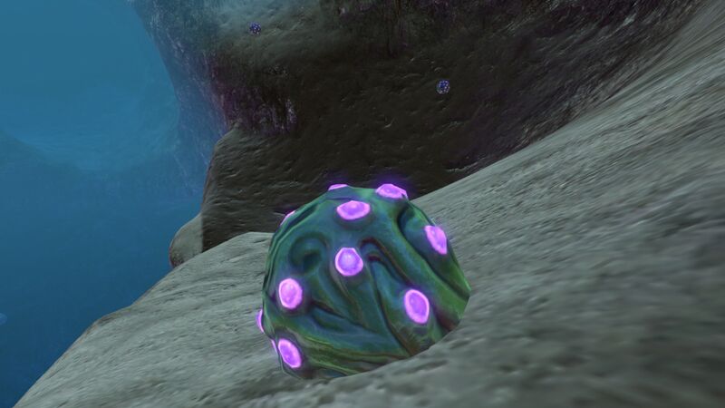 File:Jelly Plant (5).jpg