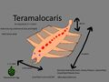 Teramalocaris Concept (Reprecents the Anomalocaris)
