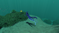 Mr Warper enjoying the wonders of the Sparse Reef