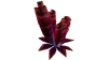 Red Roll Plant Flora.png