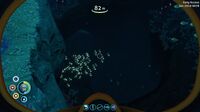 Shoals of Boomerang and Hoopfish in the Twisty Bridges