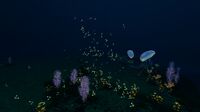 General appearance of the Sea Treader's Path