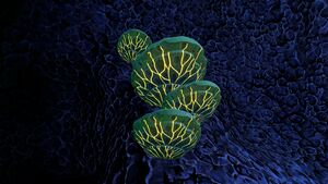Shellplate05.jpg