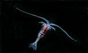 Midwater Copepod 002.jpg