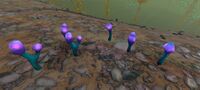 Generic plant 16 in game.jpg