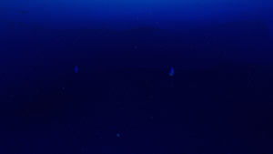Sparse arctic deep.png