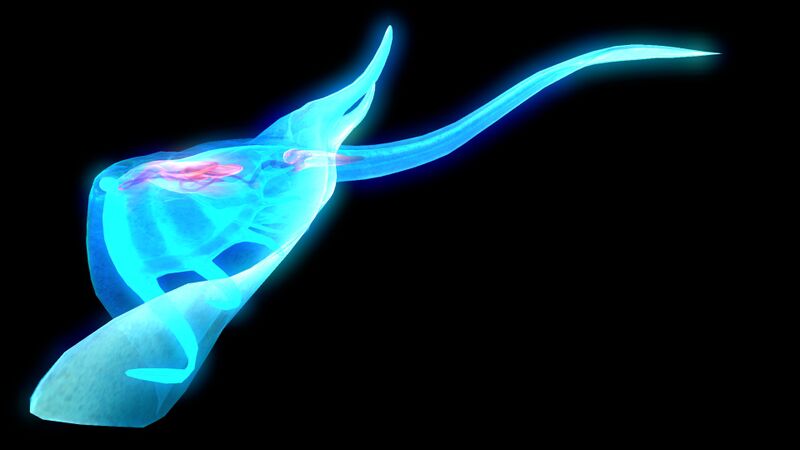 File:GhostRay1.jpg