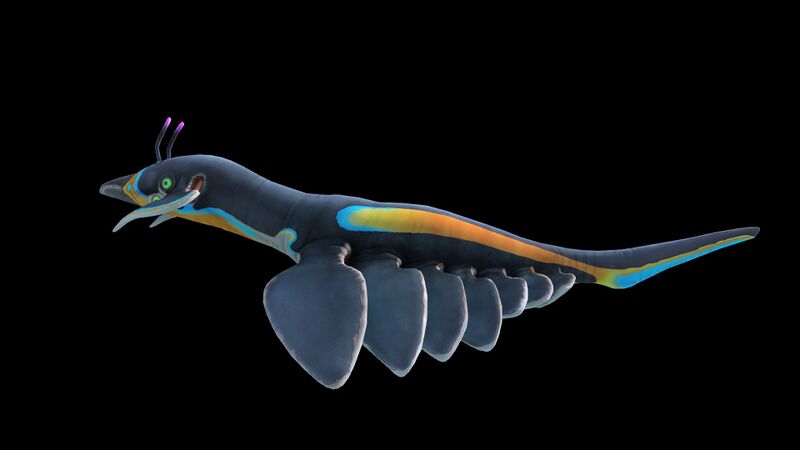 File:Pinnacarid 1.jpg
