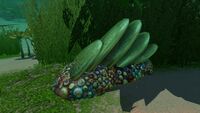 Slanted Shell Plates found in the Kelp Forest