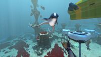 Cuddlefish High Five