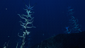 Thumbnail for version as of 20:31, 13 March 2019