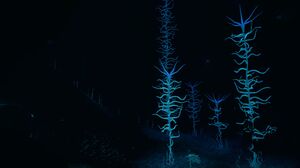 Bloodkelp.jpg