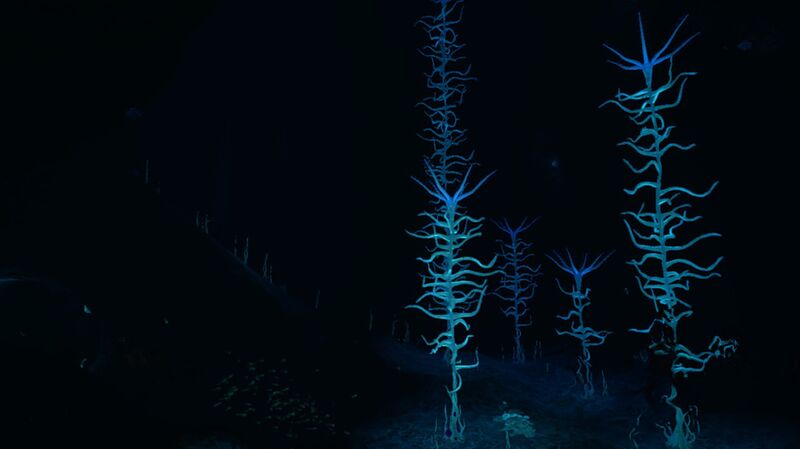 File:Bloodkelp.jpg