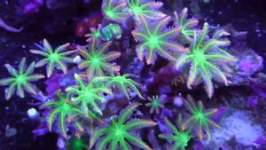 Clovepolyps.jpg
