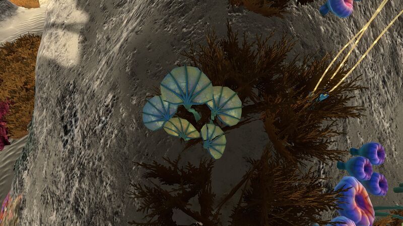 File:Pygmy Fan (01).jpg