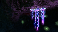 Drooping Stingers in the Dunes Caves