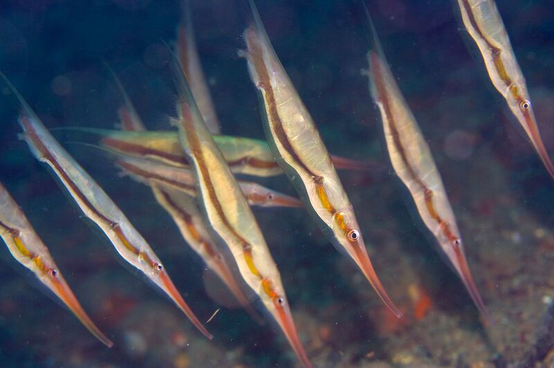 File:AeoliscStrigatorangkucing..jpg