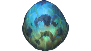 Eggs (3).png