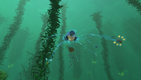 A Grav Trap in the Kelp Forest