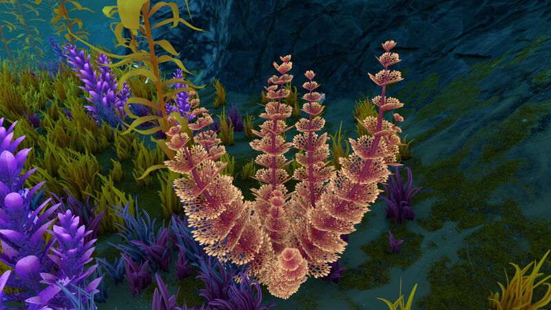 File:Redwort Day.jpg