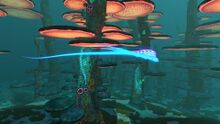 Jellyray1.jpg