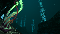 Some Ghost Weed in the Blood Kelp Zone