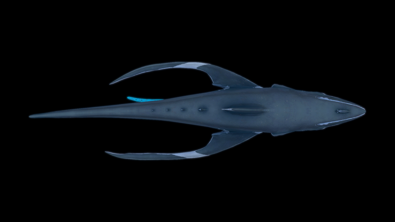 File:Squidshark Dorsal View.png