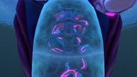 Warper's organs, up close
