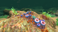 Flora in the Aquarium