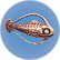 Cured Spinefish.png