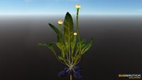 Chinese Potato Plant's model