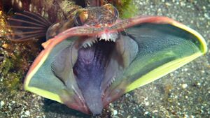 Nomnomfish.jpg