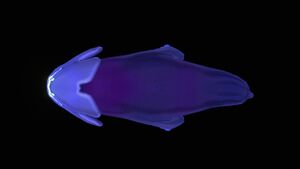SeaMonkeyBaby TopView.jpg
