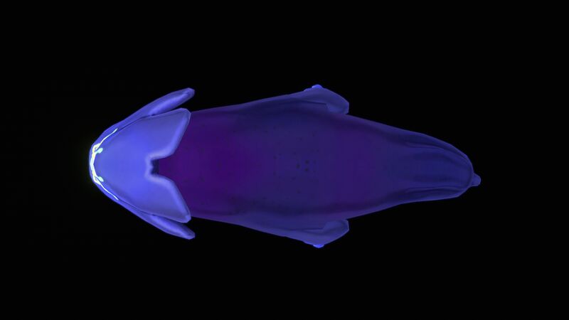 File:SeaMonkeyBaby TopView.jpg