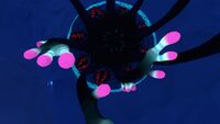 View of the Eye Jelly's mouth
