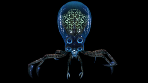 Crabsquid Front View.png