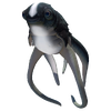 Cute Fish Fauna.png