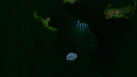 Brain Coral within a cave