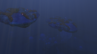 Two adult Reefbacks in the Bulb Zone