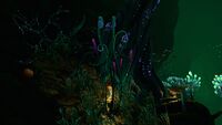 In the Lilypads Crevice