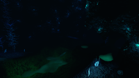 One of the entrances to the Lost River in the Blood Kelp Trench