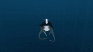 Cute Fish Tease Slap.gif