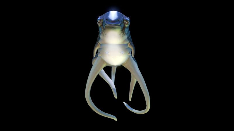 File:Cutefish4.jpg