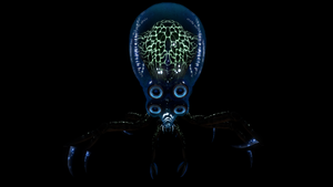 Crabsquid Front Bioluminescence.png