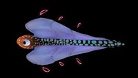 Bioluminescence
