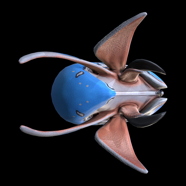 File:Blue Trivalve Ventral View.png
