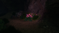 A cluster of Flora found within
